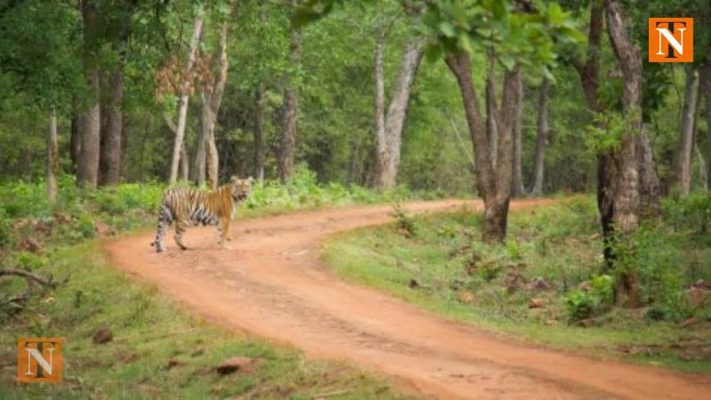 Khapa Tiger’s Release Delayed Despite Full Recovery; Awaits Official Clearance